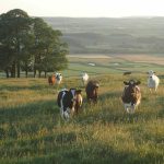 Lottery Cows Capture